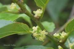 Casearia graveolens